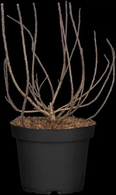 Cotinus coggygria 'Lilla'® (Pruikenboom 'Lilla') - afbeelding 1