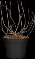 Cotinus coggygria 'Lilla'® (Pruikenboom 'Lilla') - afbeelding 1