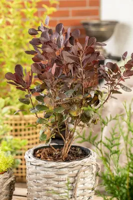 Cotinus coggygria 'Lilla'® (Pruikenboom 'Lilla') - afbeelding 5