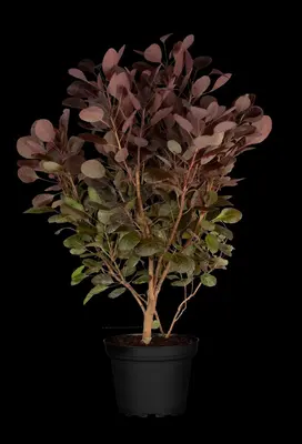 Cotinus coggygria 'Lilla'® (Pruikenboom 'Lilla') - afbeelding 3