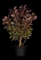 Cotinus coggygria 'Lilla'® (Pruikenboom 'Lilla') - afbeelding 3