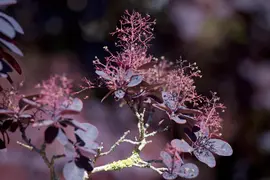 Cotinus coggygria 'Lilla'® (Pruikenboom 'Lilla') - afbeelding 2
