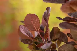 Cotinus coggygria 'Lilla'® (Pruikenboom 'Lilla') - afbeelding 4
