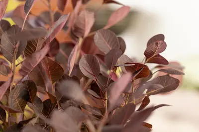 Cotinus coggygria 'Lilla'® (Pruikenboom 'Lilla') - afbeelding 6