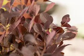 Cotinus coggygria 'Lilla'® (Pruikenboom 'Lilla') - afbeelding 6