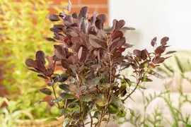 Cotinus coggygria 'Lilla'® (Pruikenboom 'Lilla') - afbeelding 7