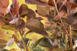 Cotinus coggygria 'Lilla'® (Pruikenboom 'Lilla') - afbeelding 8