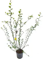Cotoneaster dielsianus c3 h40 - afbeelding 1