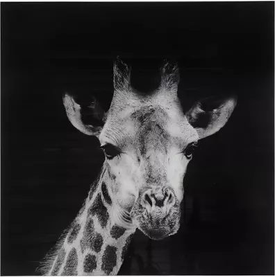Countryfield glasschilderij giraffe mocambo 80x80 cm zwart