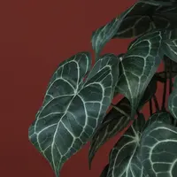 Countryfield Kunstplant Arthurium S (kunst)zijde 25x22x31cm groen - afbeelding 2