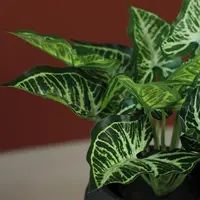 Countryfield kunstplant calathea 0cm groen - afbeelding 2