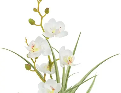 Countryfield Kunstplant Phalenopsis mini w/pot arrangement (kunst)zijde 8x9x34cm wit - afbeelding 2