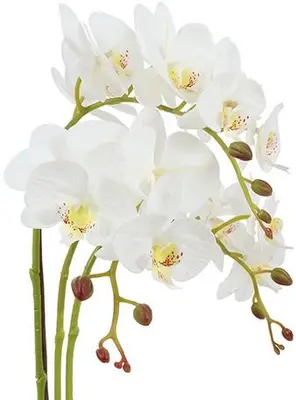Countryfield Kunstplant Phalenopsis w/pot (kunst)zijde 15x25x56cm wit - afbeelding 2