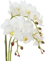 Countryfield Kunstplant Phalenopsis w/pot (kunst)zijde 15x25x56cm wit - afbeelding 2
