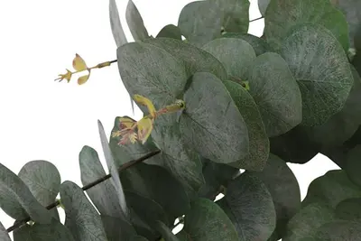 Countryfield Kunsttak Eucalypthus (kunst)zijde 20x20x100cm groen - afbeelding 2