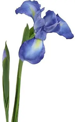 Countryfield kunsttak iris syberica 76cm blauw - afbeelding 1