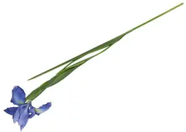 Countryfield kunsttak iris syberica 76cm blauw - afbeelding 2