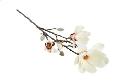 Countryfield kunsttak magnolia 87cm crème - afbeelding 1