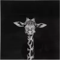 Countryfield schilderij glas makela giraf 80x80cm zwart, wit kopen?