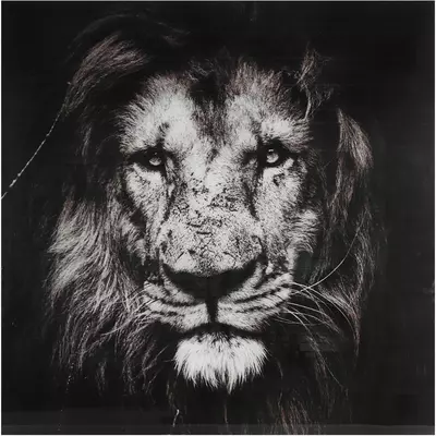 Countryfield schilderij glas musafa leeuw 80x80cm zwart, wit