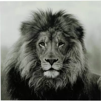 Countryfield schilderij glas wild life leeuw 80x80cm zwart, wit