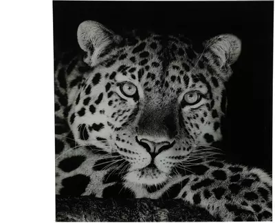 Countryfield schilderij glas wild life luipaard 80x80cm zwart, wit