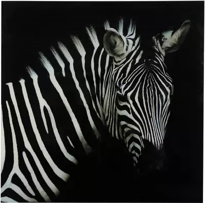 Countryfield schilderij glas wild life zebra 80x80cm zwart, wit
