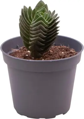 Crassula 'Buddha's temple' (Jadeplant) 11cm - afbeelding 1