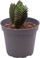 Crassula 'Buddha's temple' (Jadeplant) 11cm - afbeelding 1