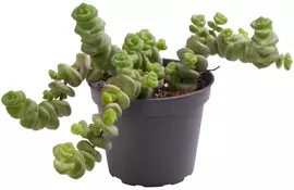Crassula hottentot (Jadeplant) 10cm kopen?