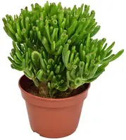 Crassula ovata 'Hobbit' (Jadeplant) 21cm - afbeelding 1