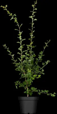 Crataegus laevigata 'Paul´s Scarlet' (Tweestijlige meidoorn 'Paul´s Scarlet') - afbeelding 1
