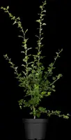 Crataegus laevigata 'Paul´s Scarlet' (Tweestijlige meidoorn 'Paul´s Scarlet') - afbeelding 1