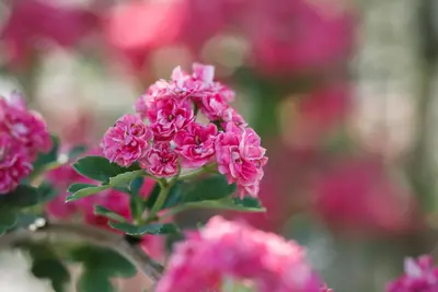 Crataegus laevigata 'Paul´s Scarlet' (Tweestijlige meidoorn 'Paul´s Scarlet') - afbeelding 2
