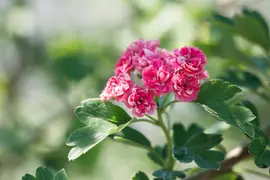 Crataegus laevigata 'Paul´s Scarlet' (Tweestijlige meidoorn 'Paul´s Scarlet') - afbeelding 3