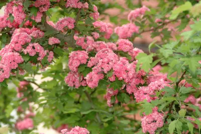 Crataegus laevigata 'Paul´s Scarlet' (Tweestijlige meidoorn 'Paul´s Scarlet') - afbeelding 4