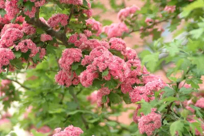 Crataegus laevigata 'Paul´s Scarlet' (Tweestijlige meidoorn 'Paul´s Scarlet') - afbeelding 5