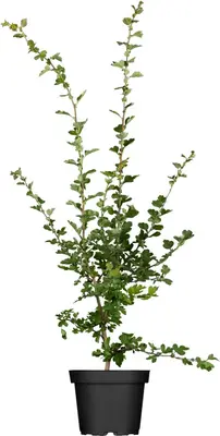 Crataegus laevigata 'Paul´s Scarlet' (Tweestijlige meidoorn 'Paul´s Scarlet') - afbeelding 1