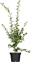 Crataegus laevigata 'Paul´s Scarlet' (Tweestijlige meidoorn 'Paul´s Scarlet') - afbeelding 1