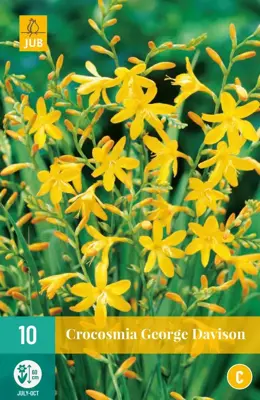 Crocosmia george davidson 10 stuks - afbeelding 1