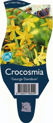 Crocosmia 'George Davison' (Monbretia) - afbeelding 1