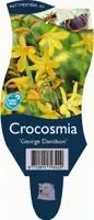 Crocosmia 'George Davison' (Monbretia) - afbeelding 1