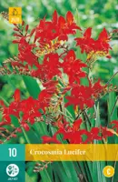 Crocosmia lucifer 10 stuks - afbeelding 1