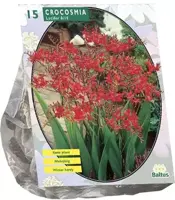 Crocosmia lucifer 15 stuks - afbeelding 1