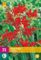 Crocosmia lucifer 25 stuks - afbeelding 1