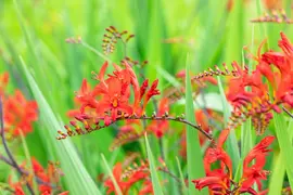 Crocosmia Lucifer (Montbretia) - afbeelding 4