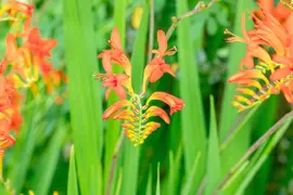 Crocosmia Lucifer (Montbretia) - afbeelding 5