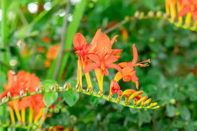 Crocosmia Lucifer (Montbretia) - afbeelding 6