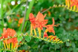 Crocosmia Lucifer (Montbretia) - afbeelding 6