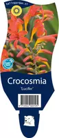 Crocosmia lucifer (Montbretia) kopen?